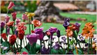 CLICK HERE TO PLAY JAMES MAY'S TOY STORIES: Plasticine Garden